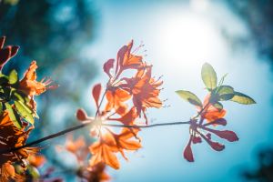 autumn meditation