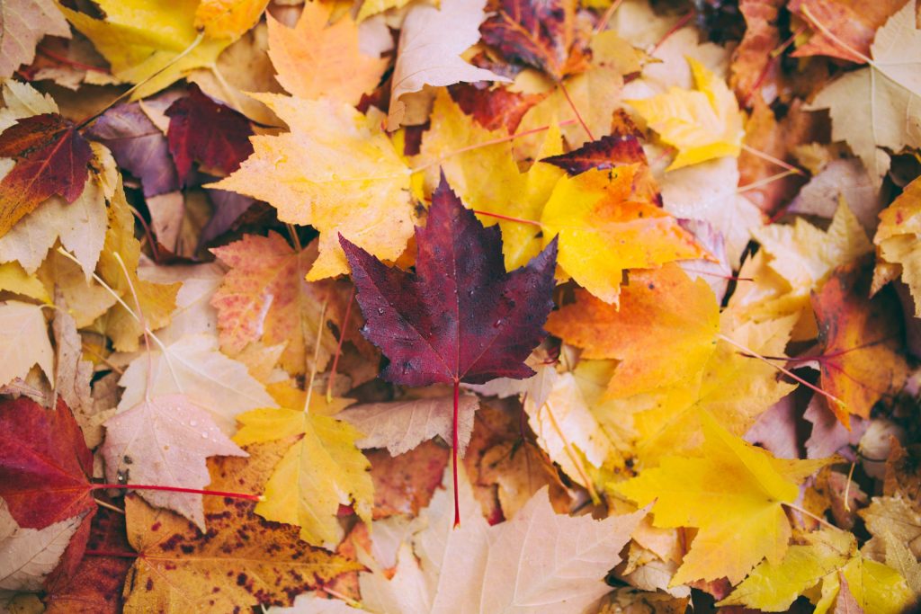 The Spiritual Meaning of Autumn